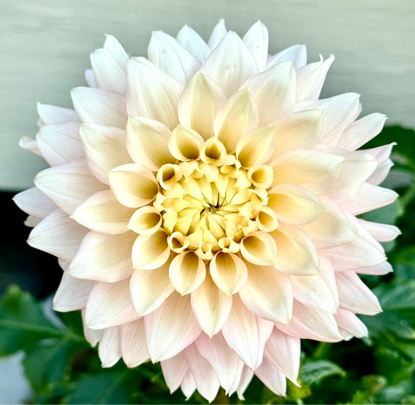 Lee's Rosalynn