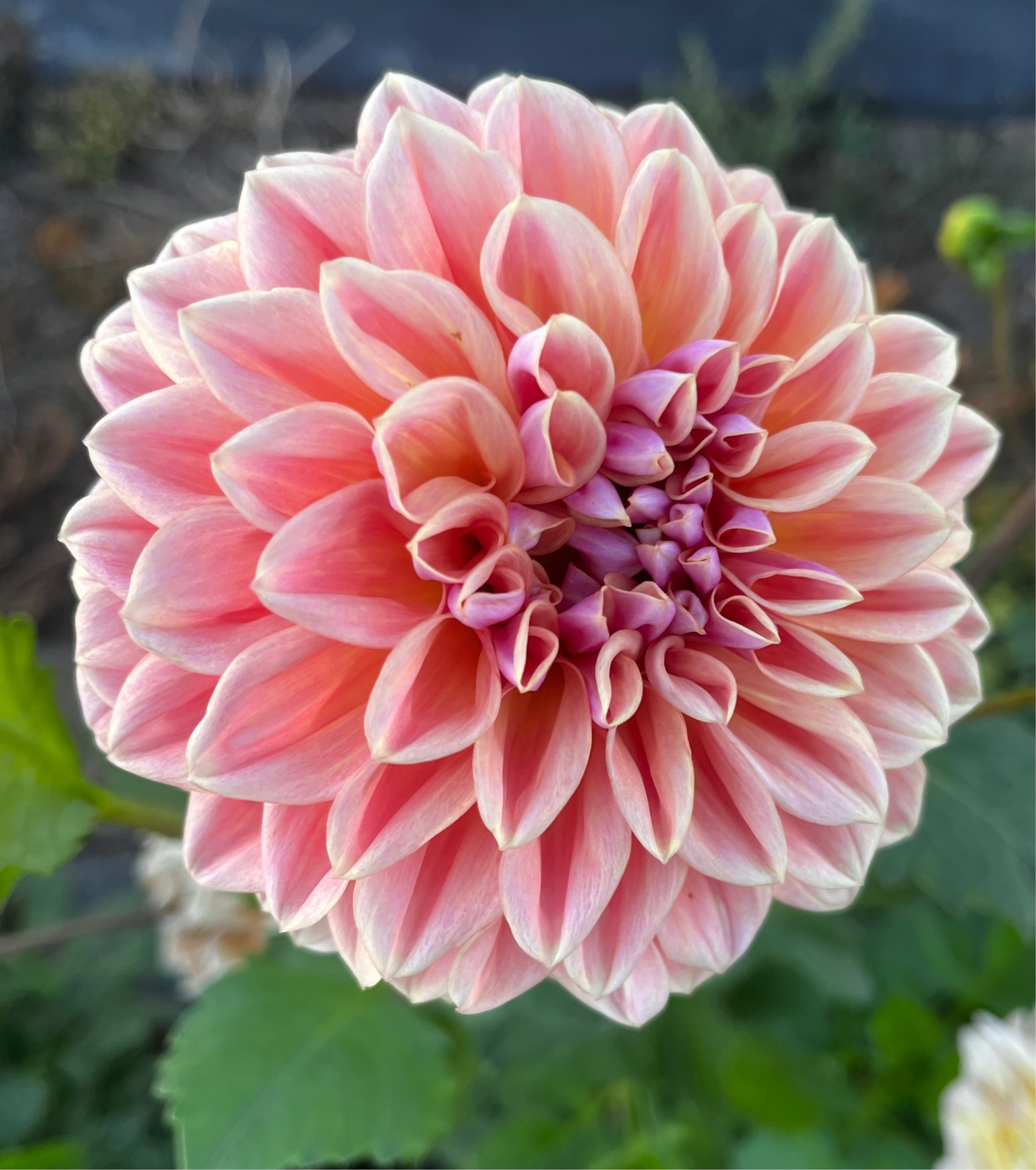 RM Summer Haze – Belgravia Homestead Dahlias