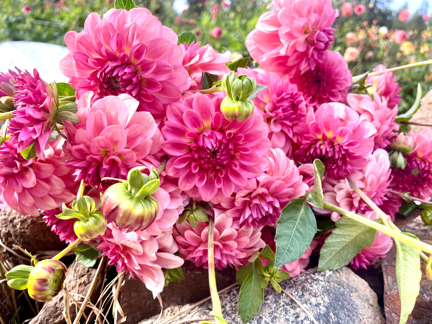 Levi's DreamWalk 2025 Release