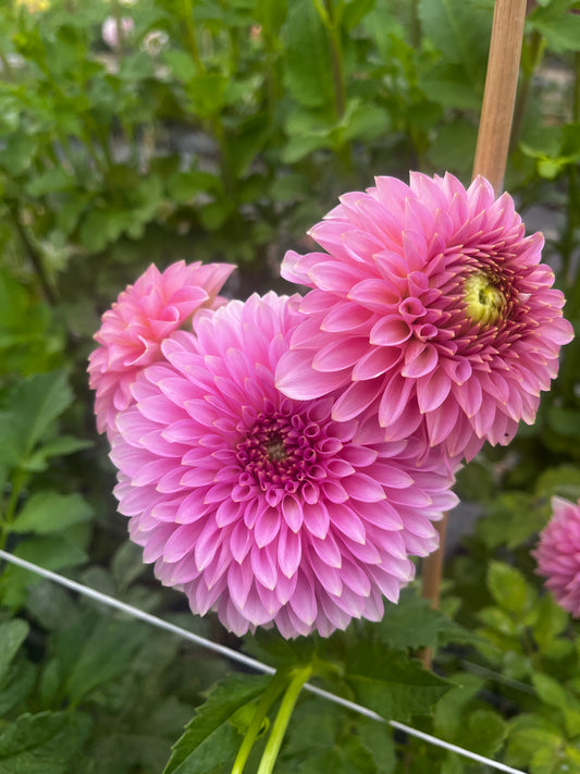 Bloomquist Pink Parfait