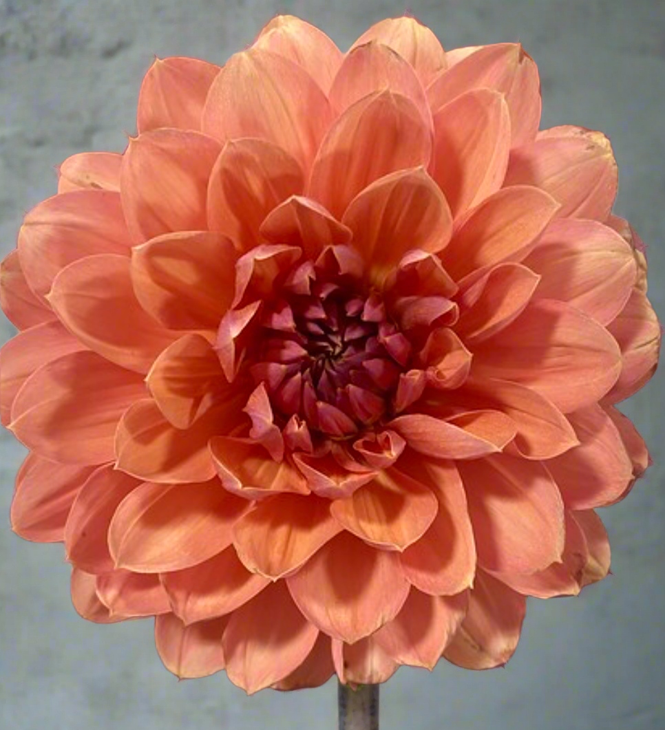 Chateau De La Bourdaisiere