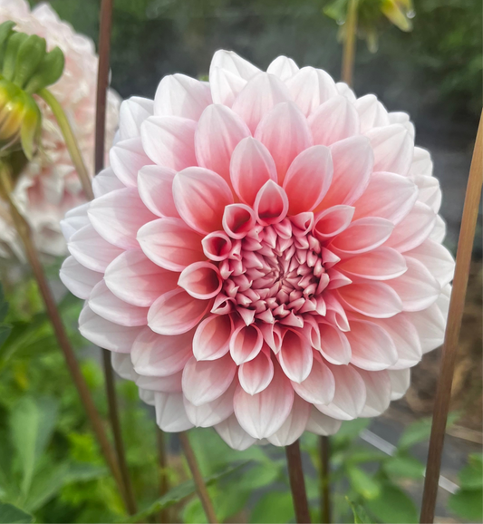 Lee's Pineberry Trifle