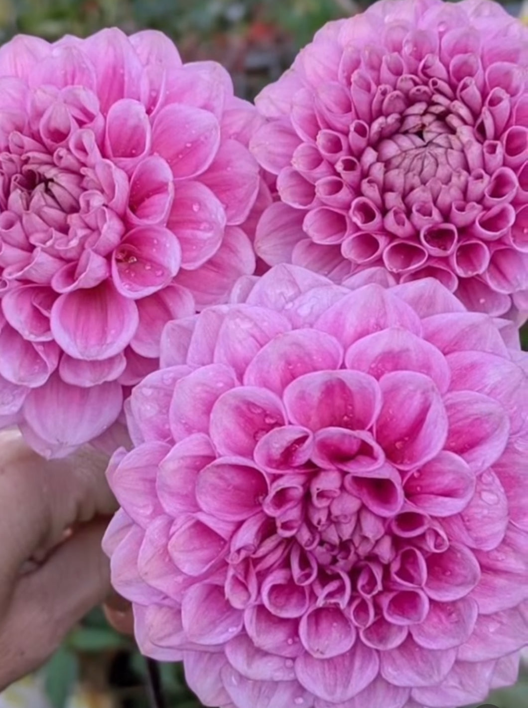 Swemany/Detblomstrar Collection