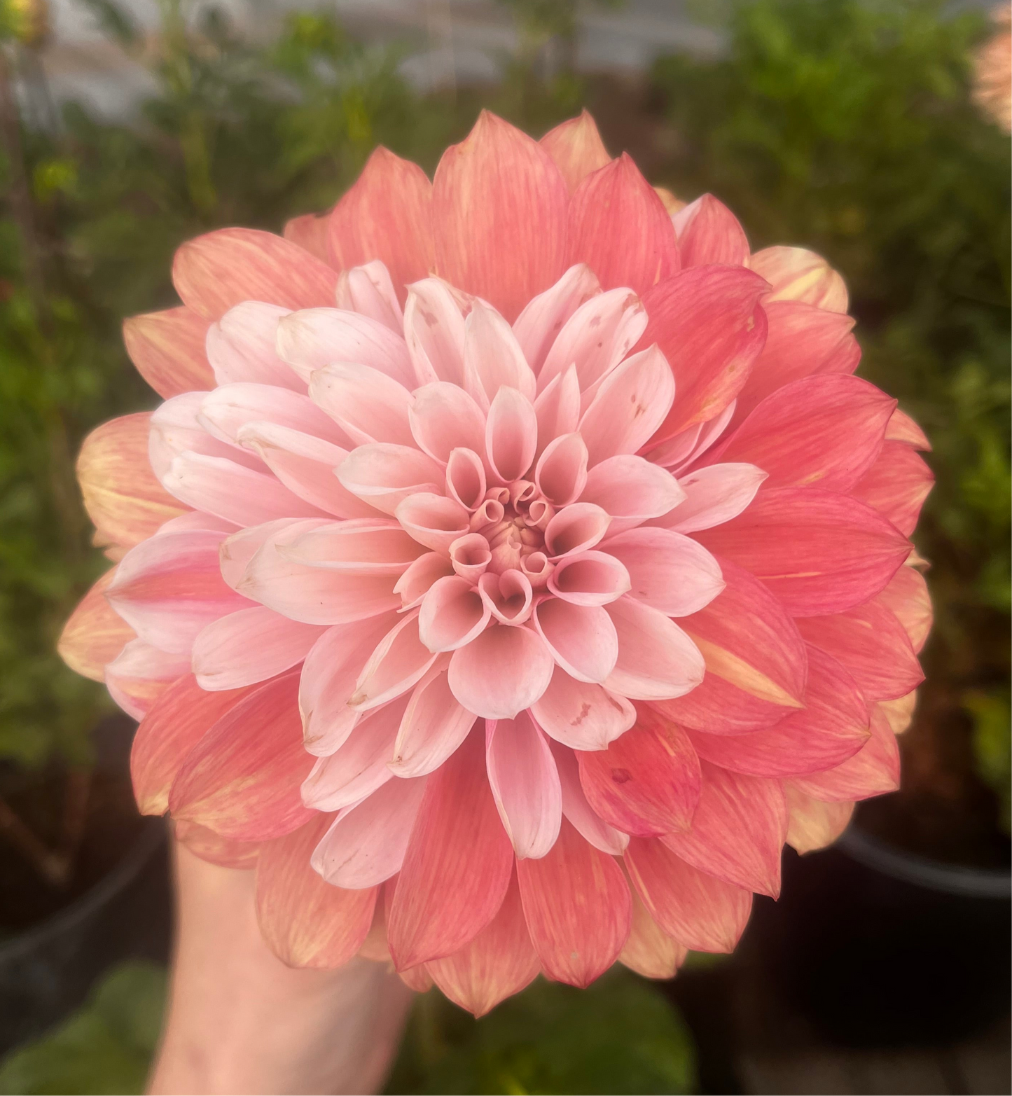 Bells Sienna Rose