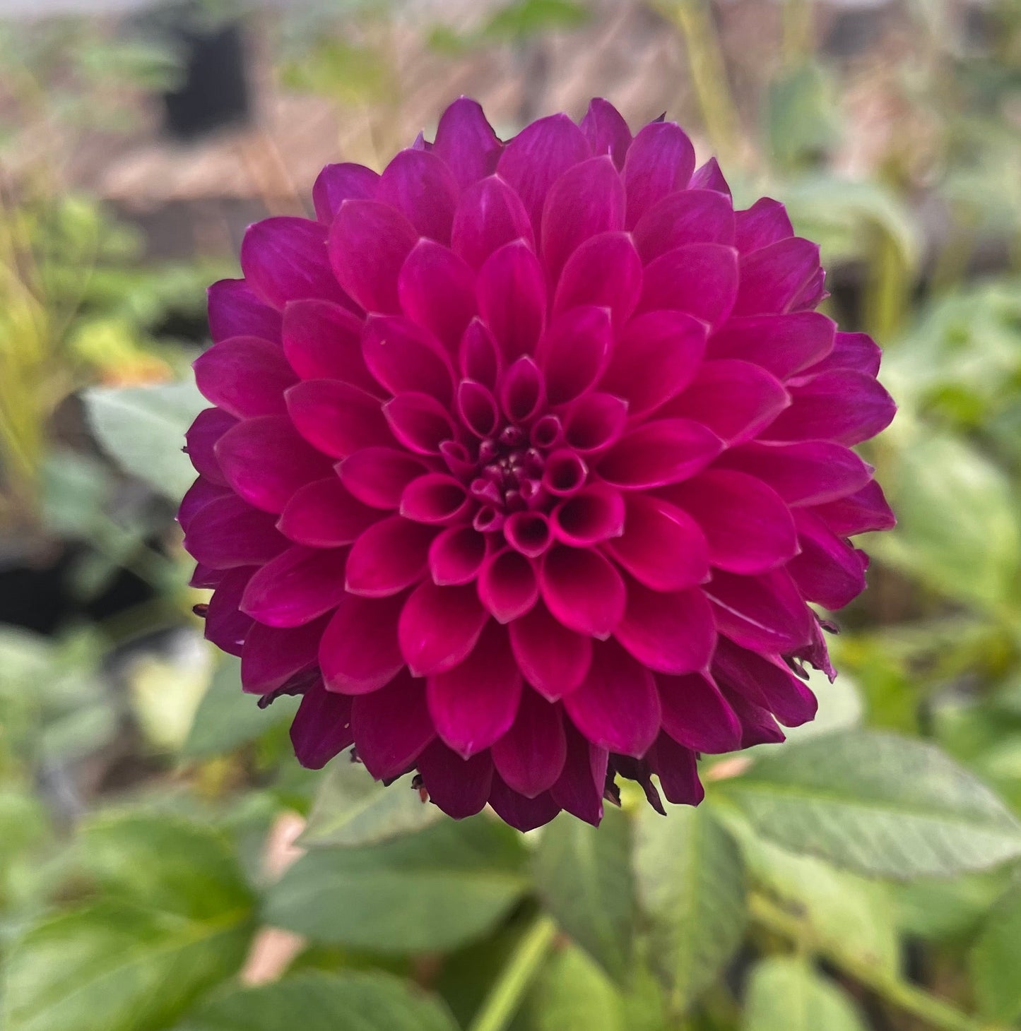 Saddle Rock Tiny Giant