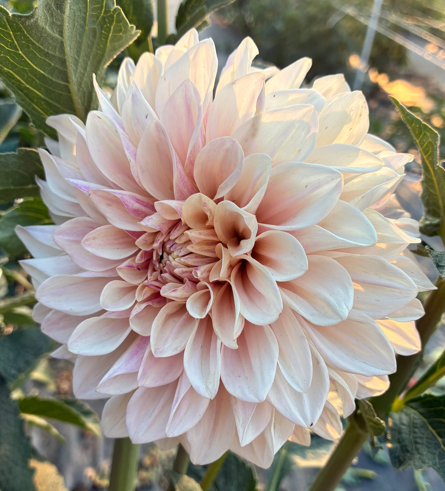 Florelie Antique