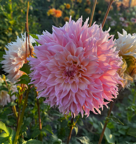 Lee's Pink grapefruit