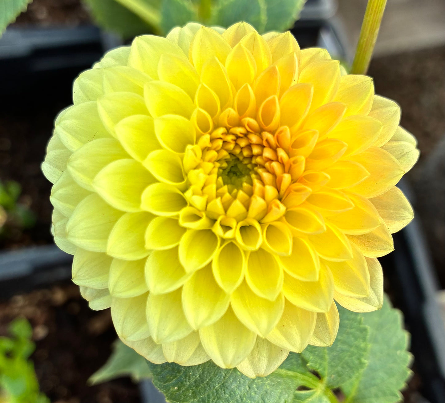 Florelie Nugget
