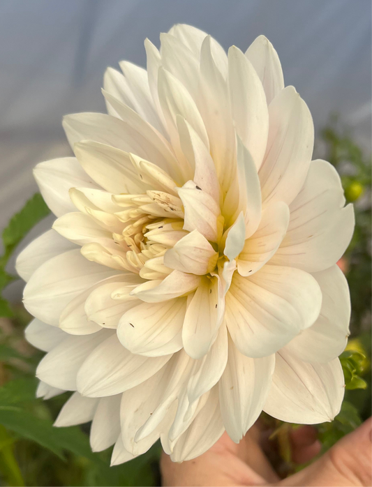 Hollyhill Snow Queen