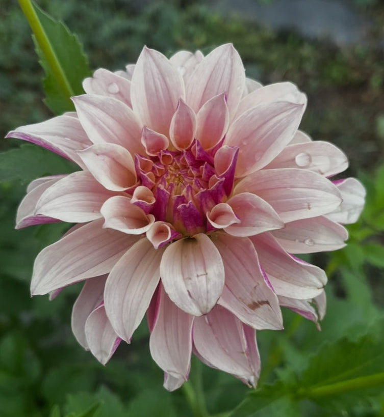 River's Artichoke – Belgravia Homestead Dahlias