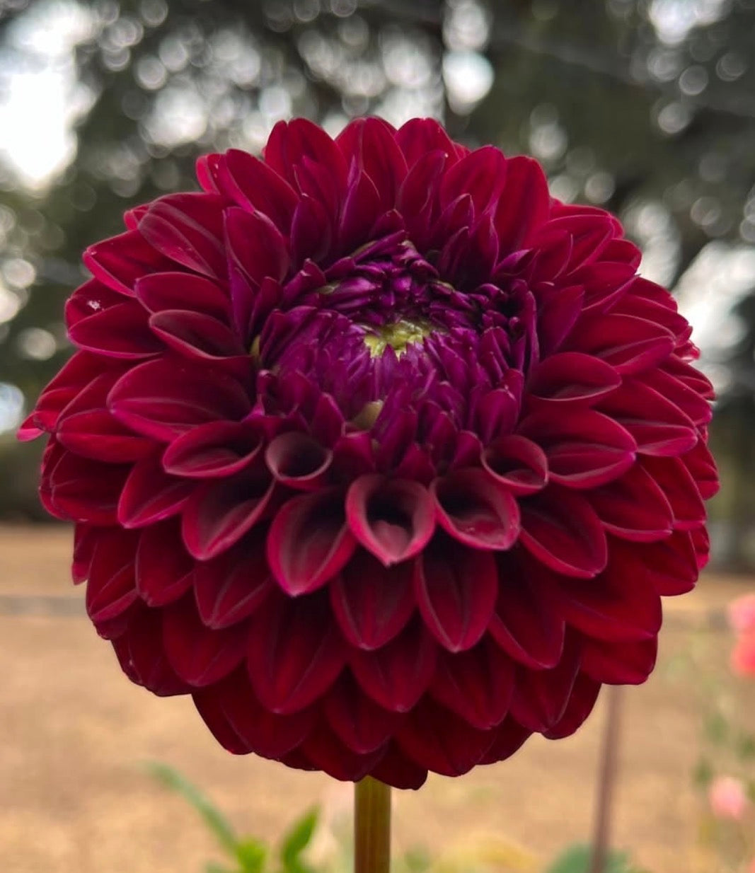 Florelie Bordeaux 🇦🇺