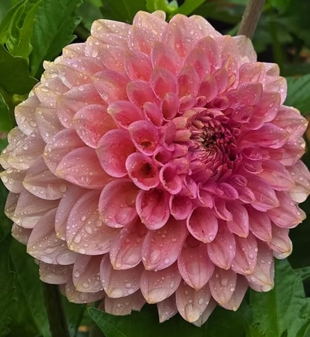 20th ave Pink cloud – Belgravia Homestead Dahlias