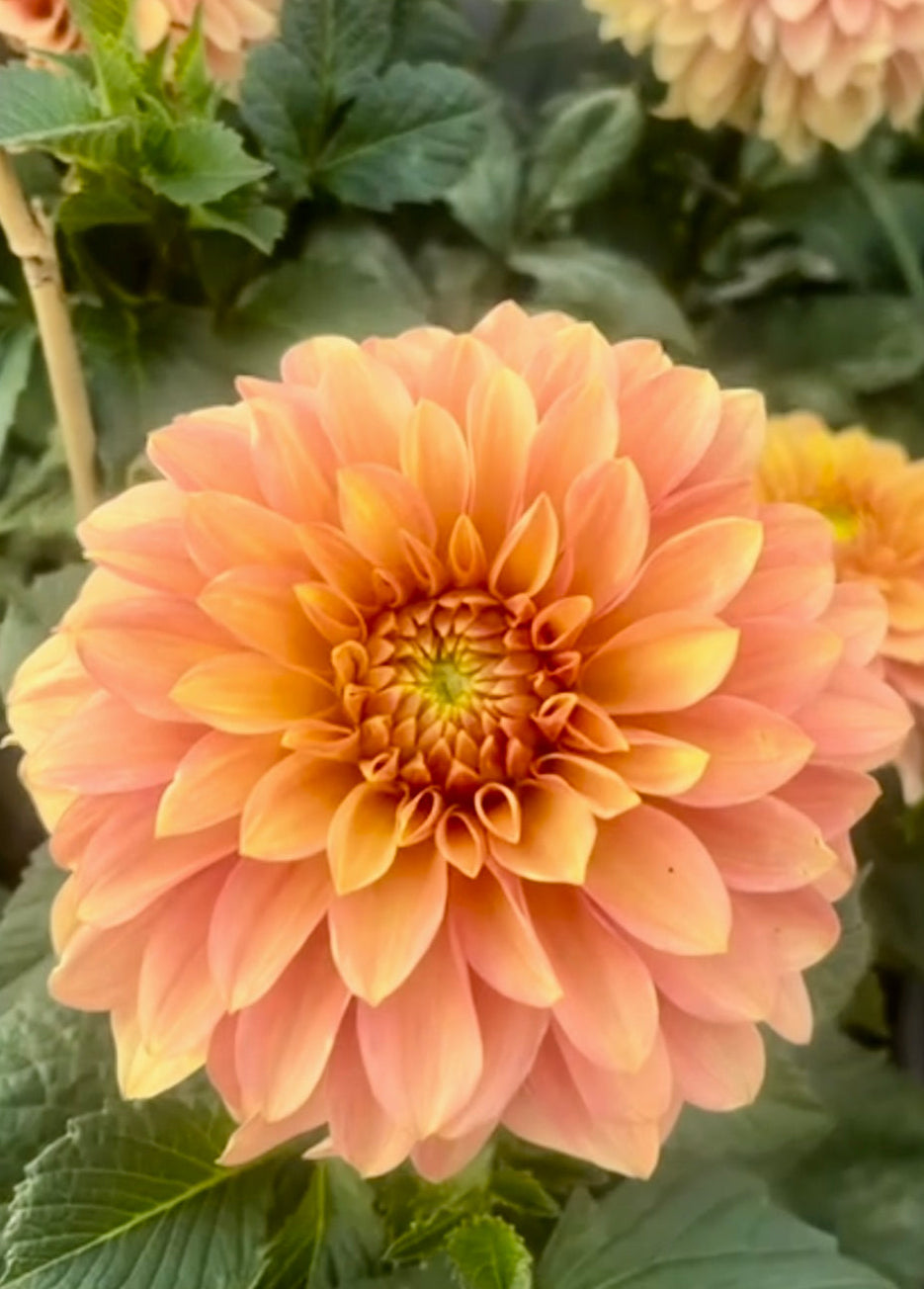 Levi’s Creamsicle 2026 Release