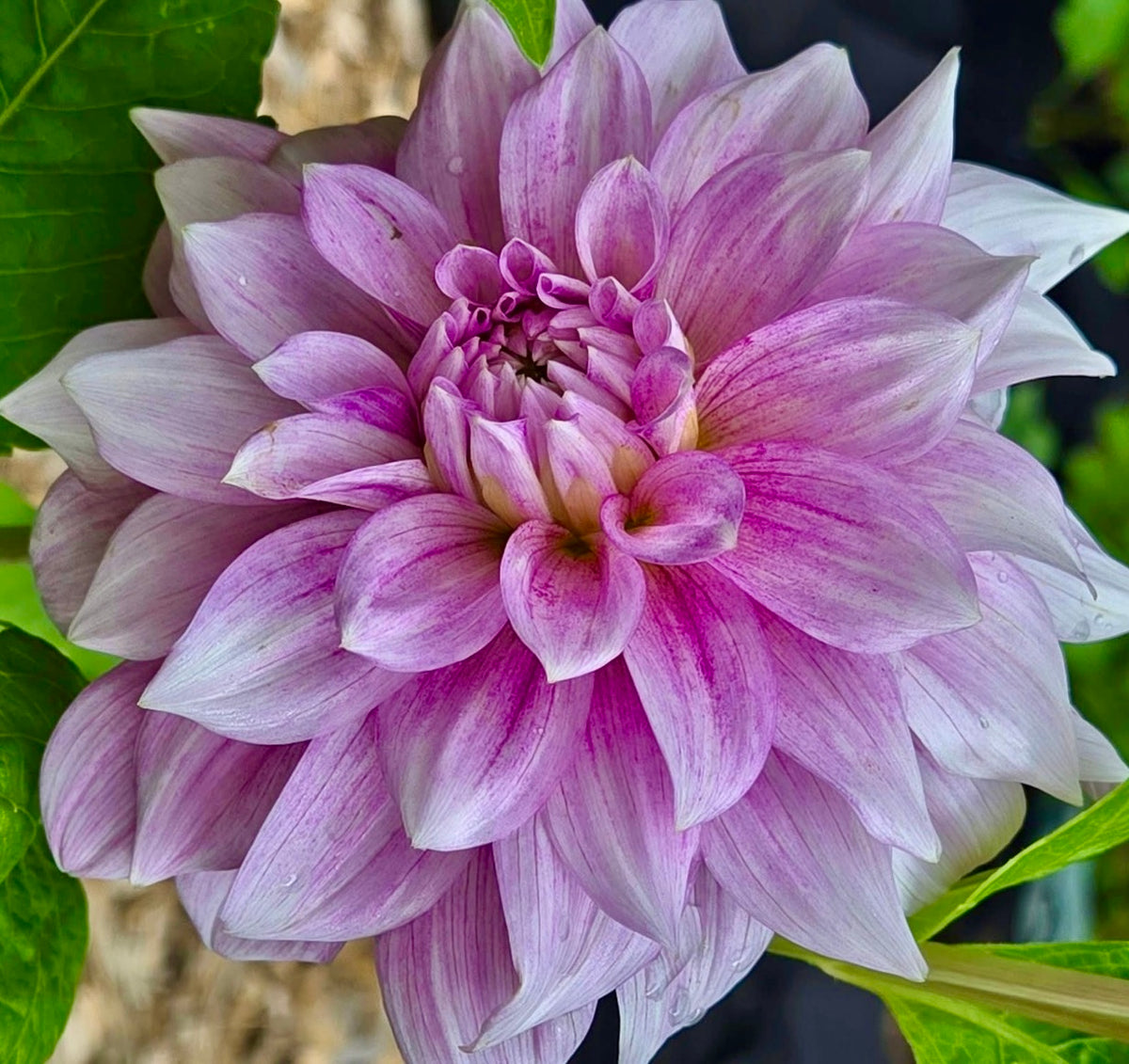 Blue Gum Lilac 🇦🇺