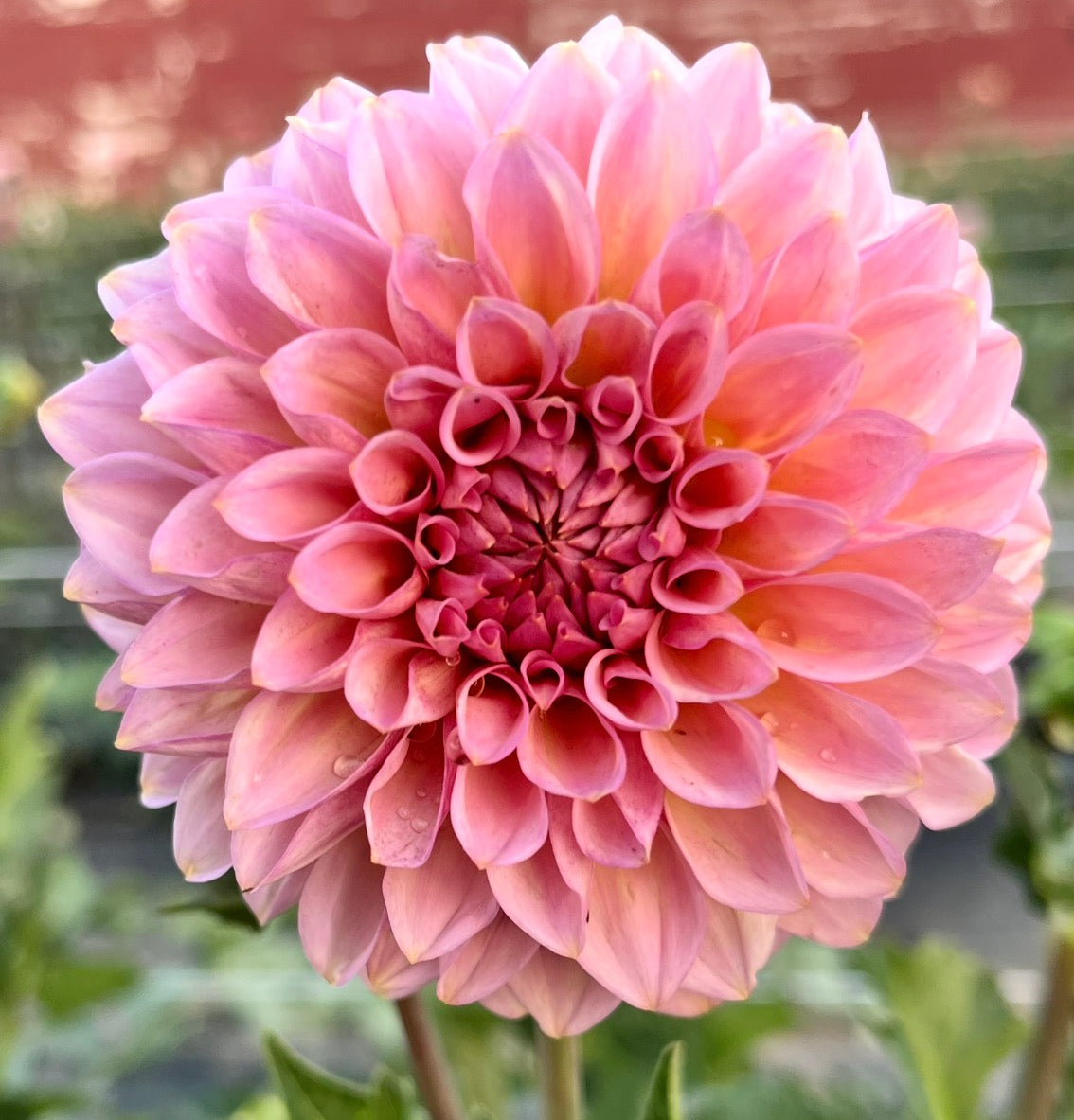 20th ave Pink cloud – Belgravia Homestead Dahlias