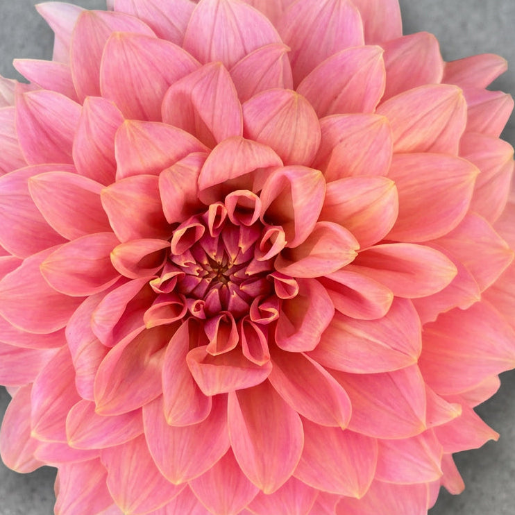 KA Boho Peach™