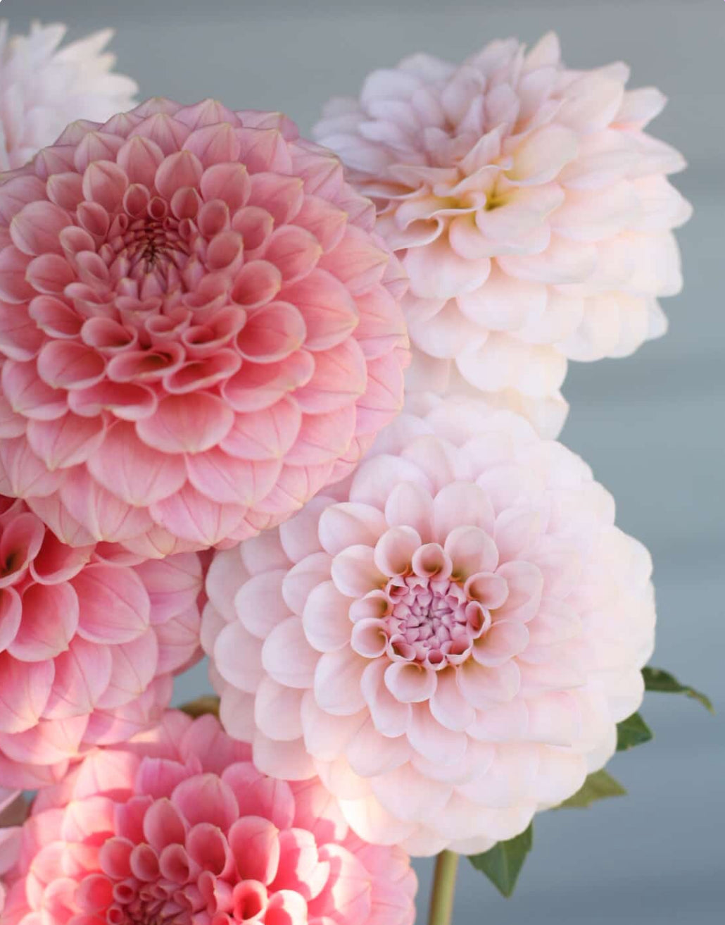 Swemany, Detblomstrar Smashing Dahlias
