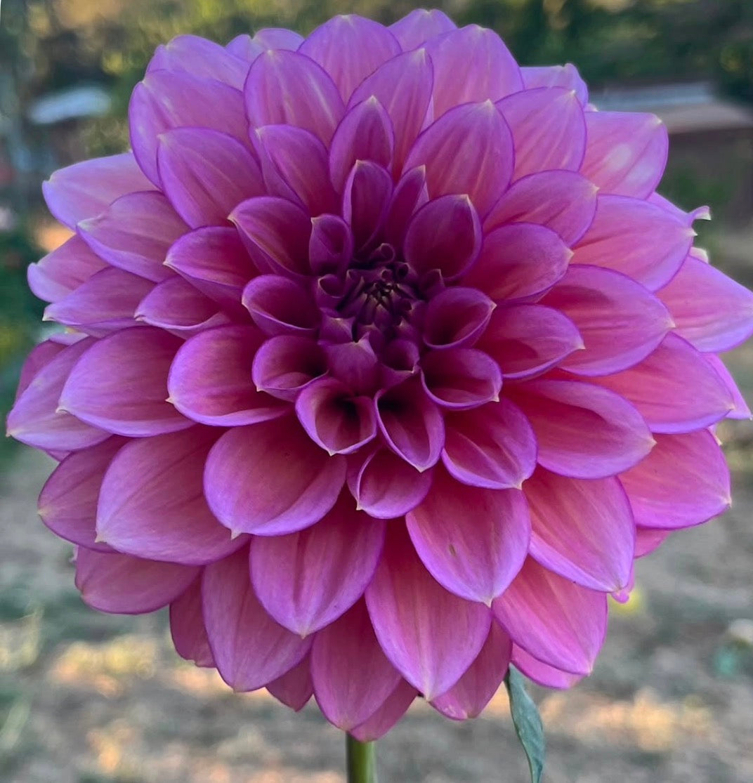 Florelie Gauva