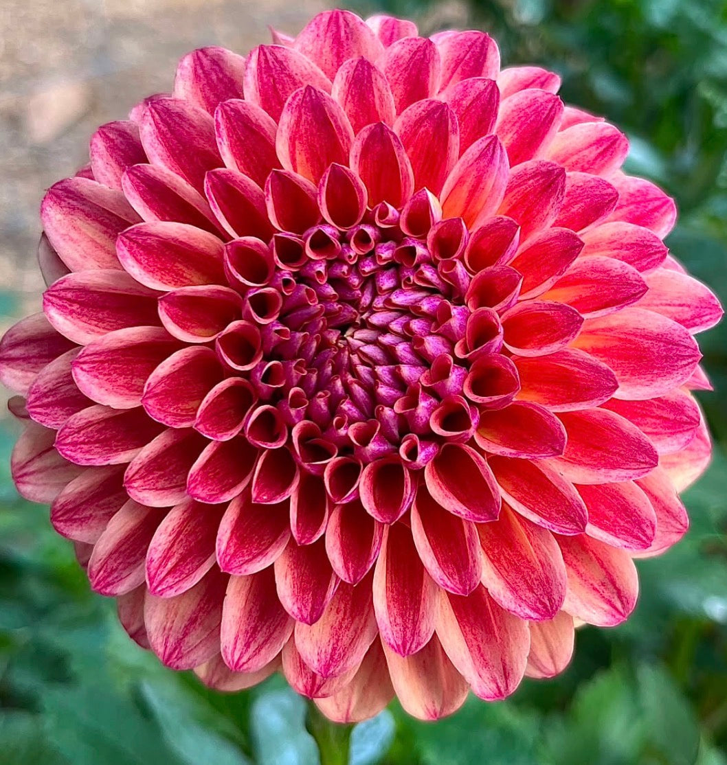Everbloom Shanti