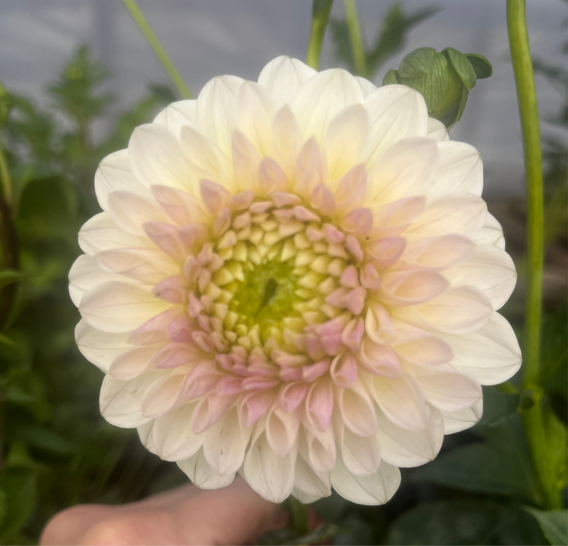 Formby Pearl – Belgravia Homestead Dahlias
