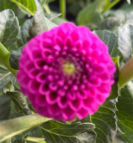 Florelie Hayley