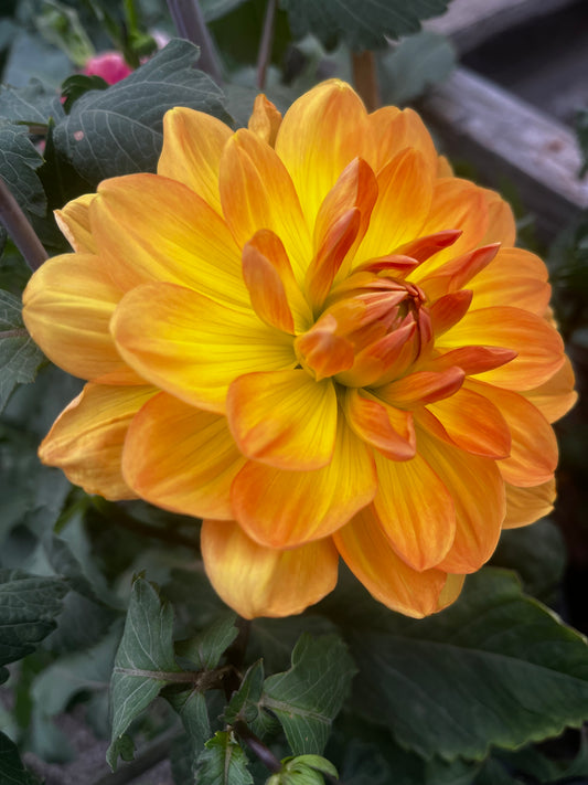 Hollyhill honey Gold