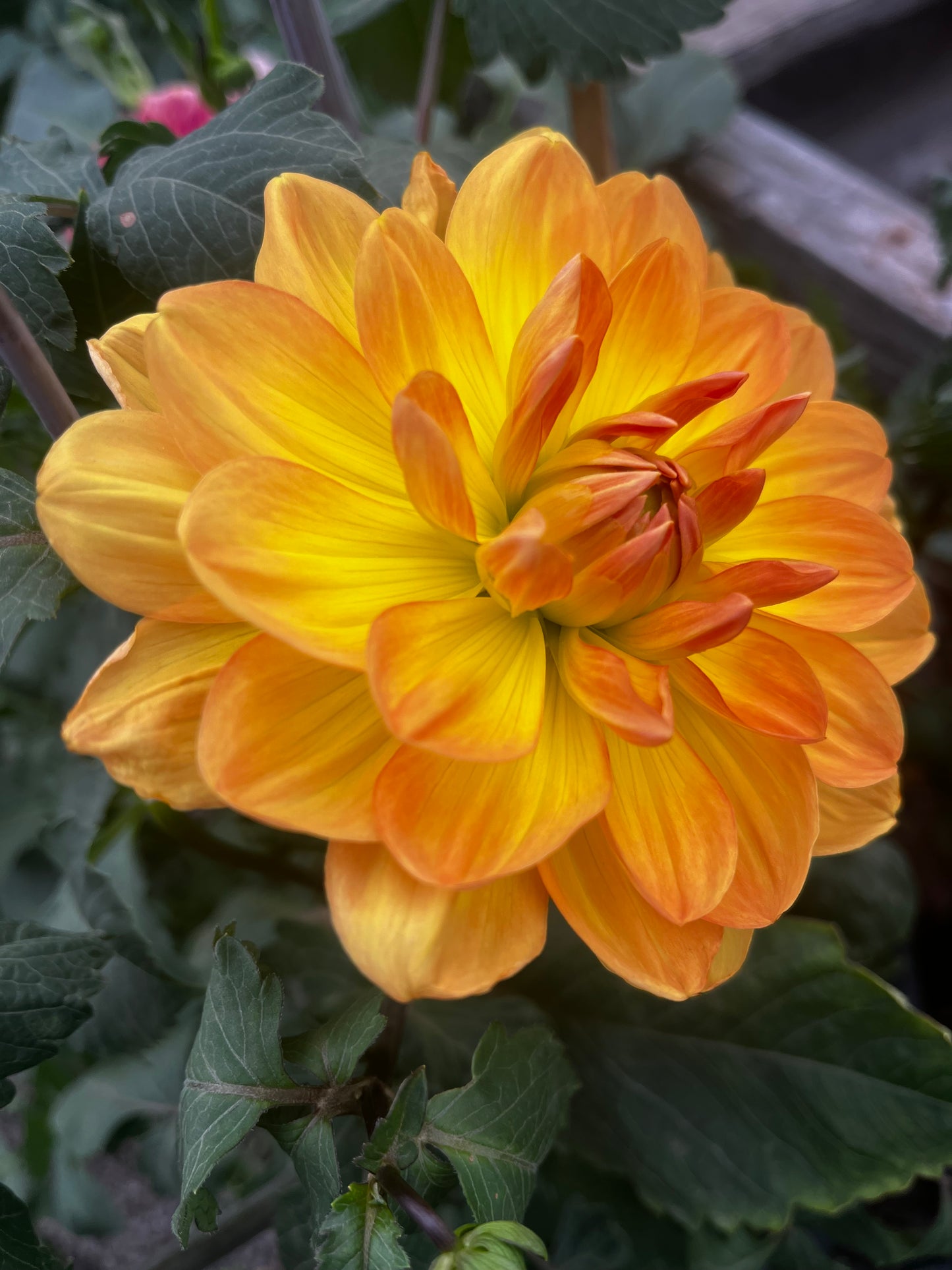 Hollyhill honey Gold