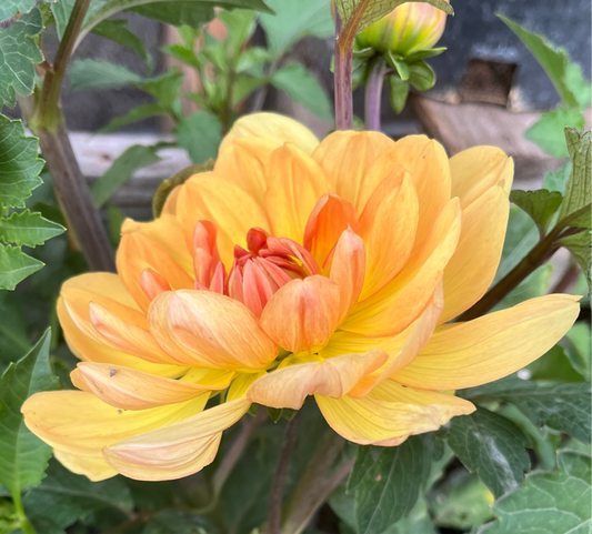 Hollyhill honey Gold