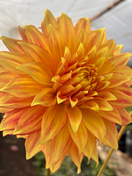 Everbloom Kali 🇦🇺