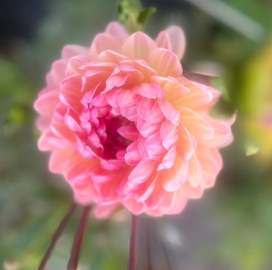 Sandia Bliss