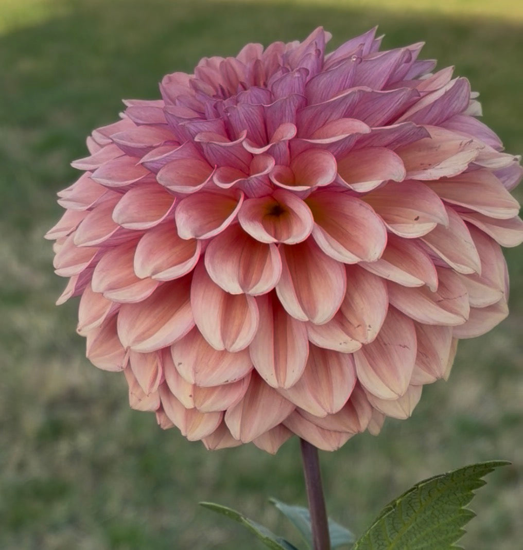 OB Bijou Aurelia