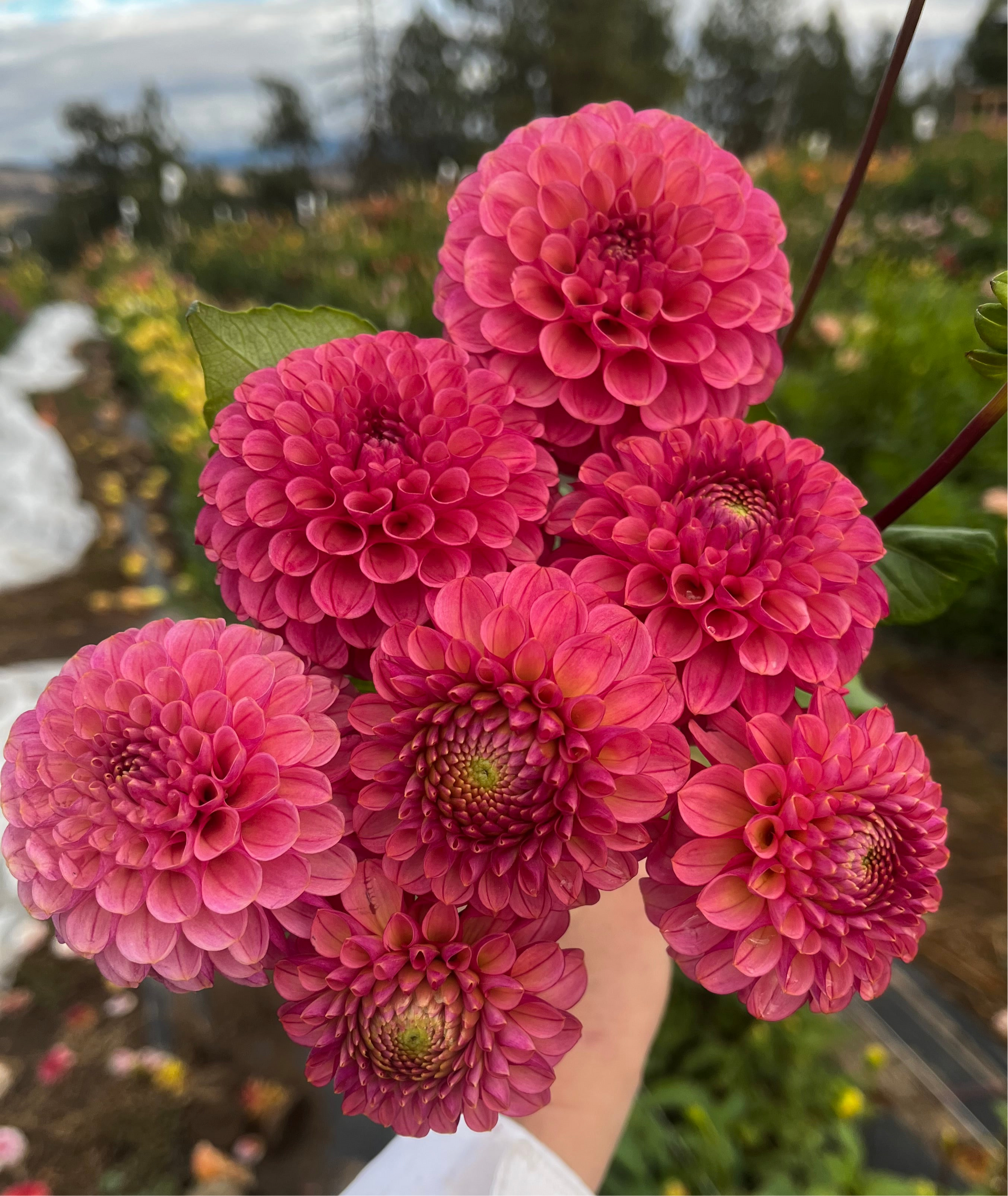 Levi's Crimson Dawn – Belgravia Homestead Dahlias