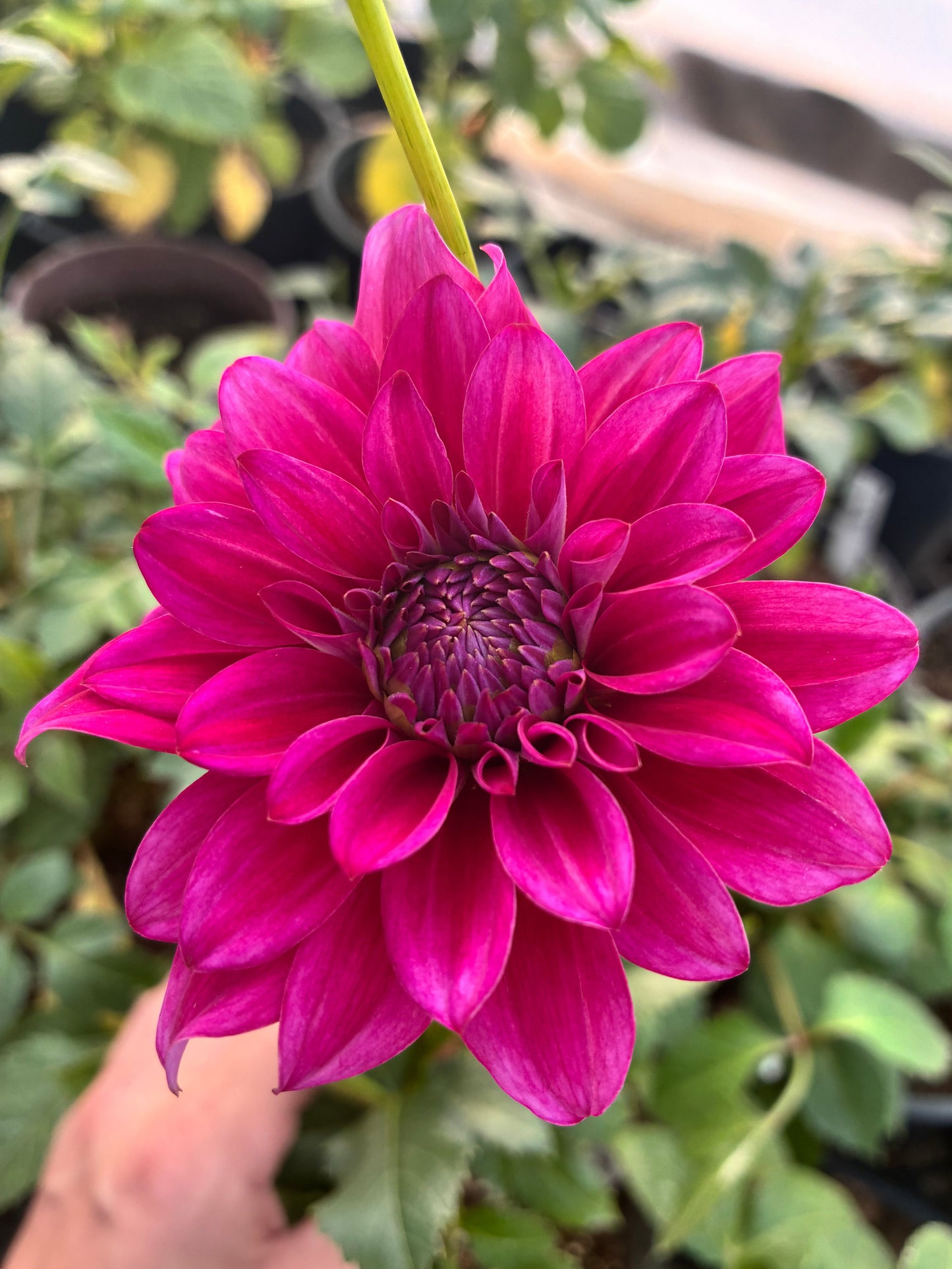 Everbloom Lipstick