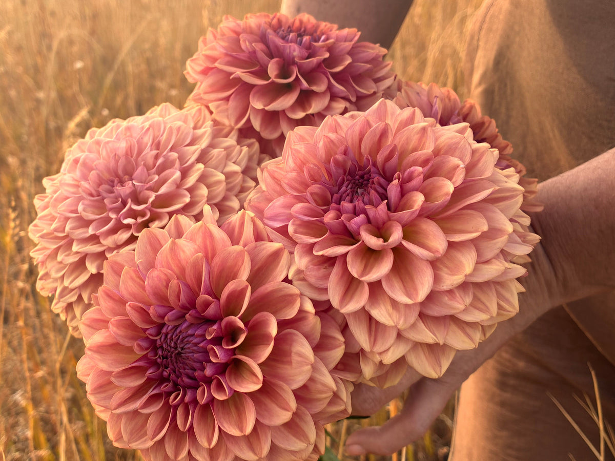 OB Bijou Aurelia