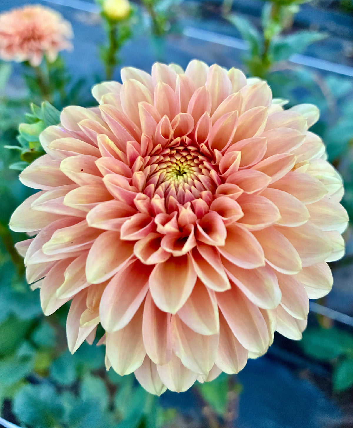 Levi’s Creamsicle