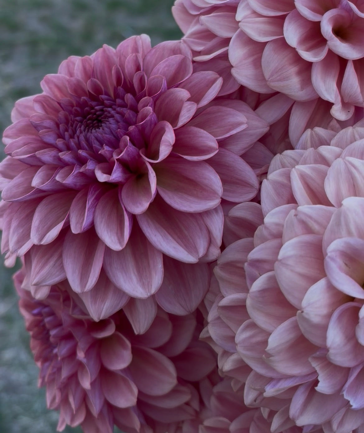 OB Bijou Aurelia