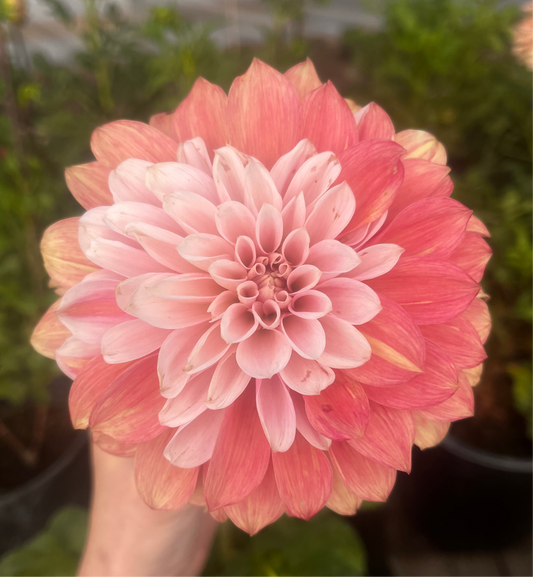 Bells Sienna Rose
