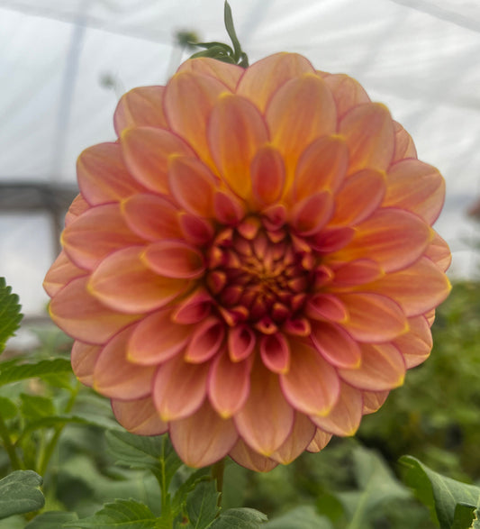 RM Raspberry Twinkle