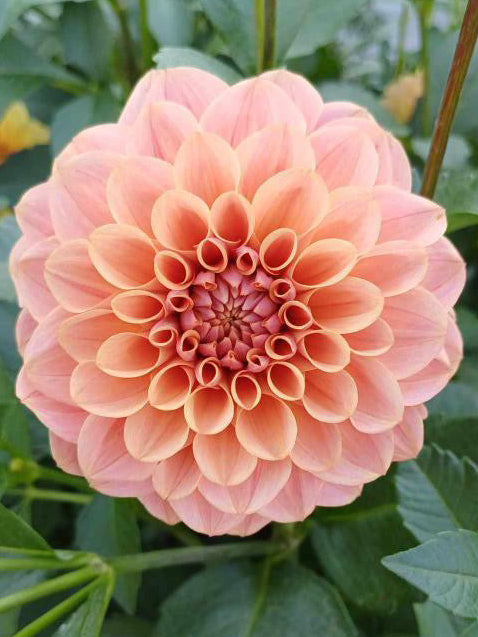 Levi’s Caramel 2026 Release limit 1