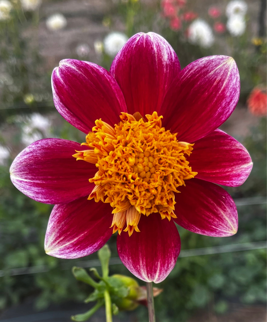 Sandia Panama