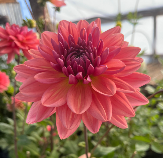 Dutch Pearl