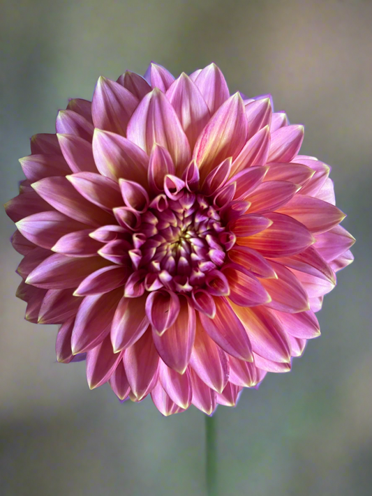 Skipley Spot of Gold