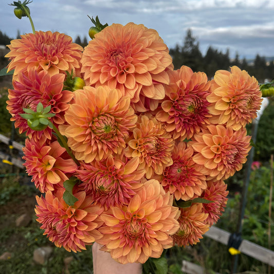 Levi’s Nara 2026 Release