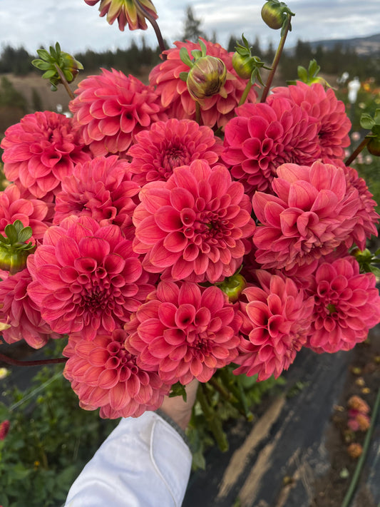 Levi’s Melon 2026 Release