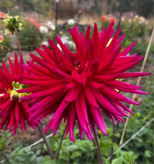 Sandia Barbie