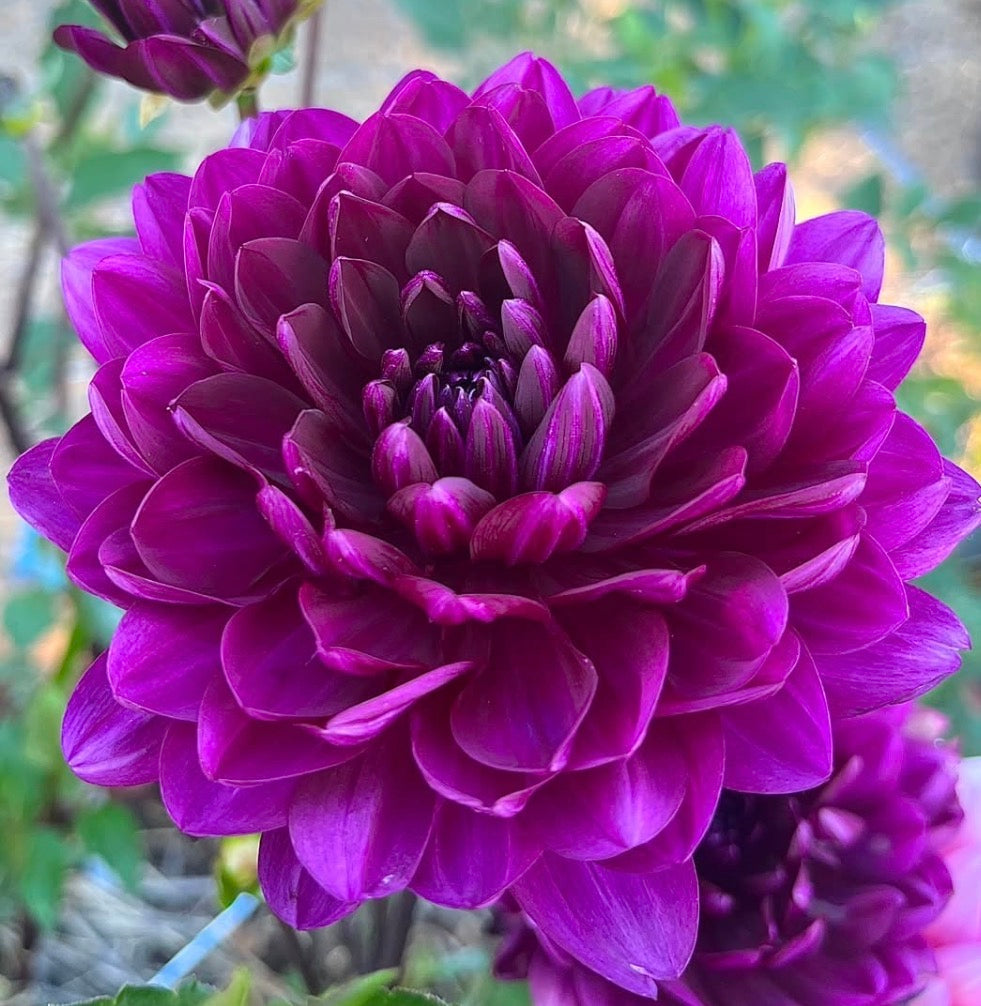 Sandia Regal
