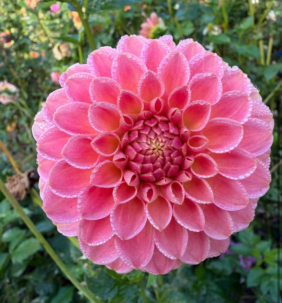 Hapet Daisy New Intro