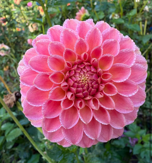 Hapet Daisy New Intro