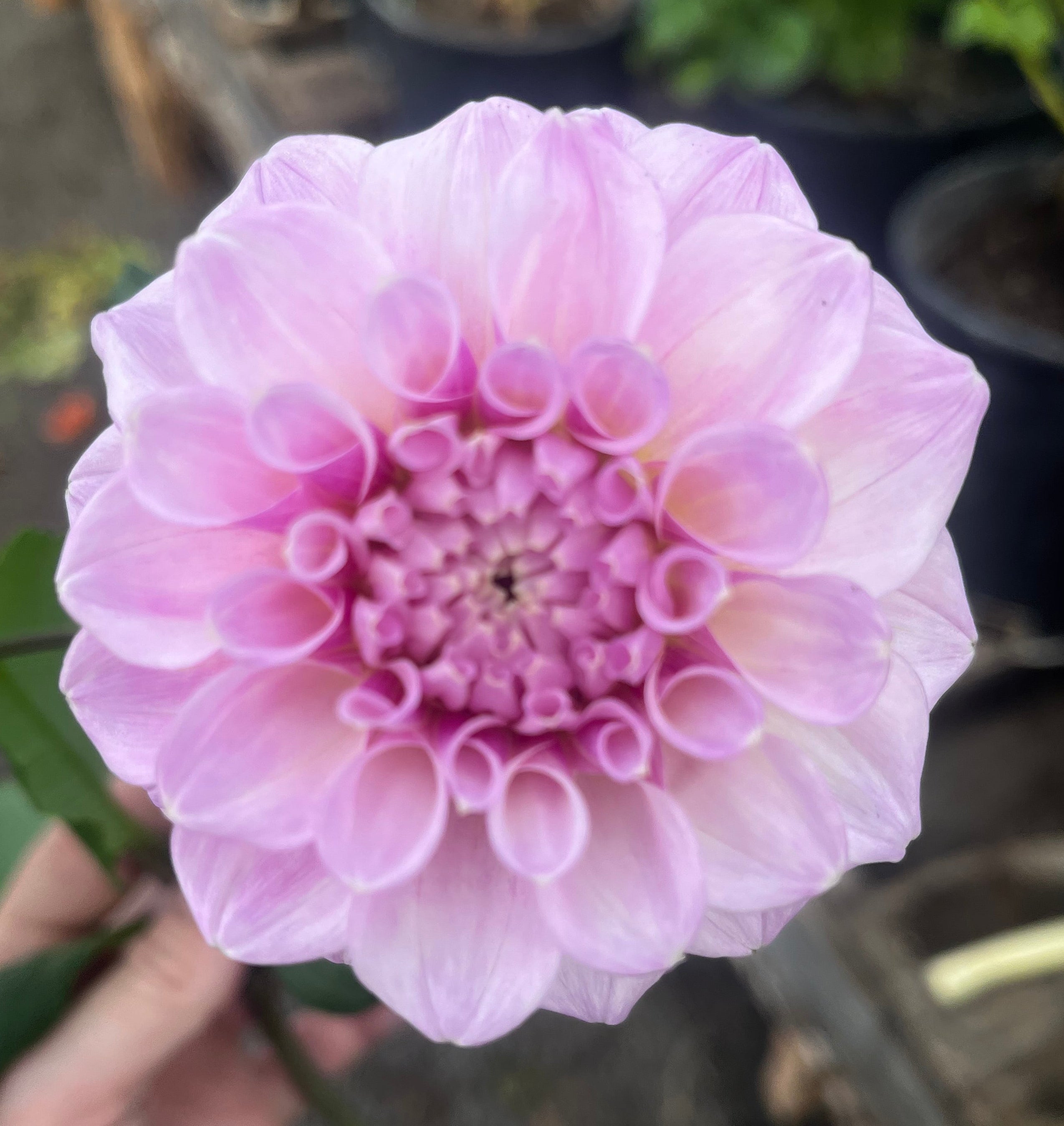 Lee's Provence – Belgravia Homestead Dahlias