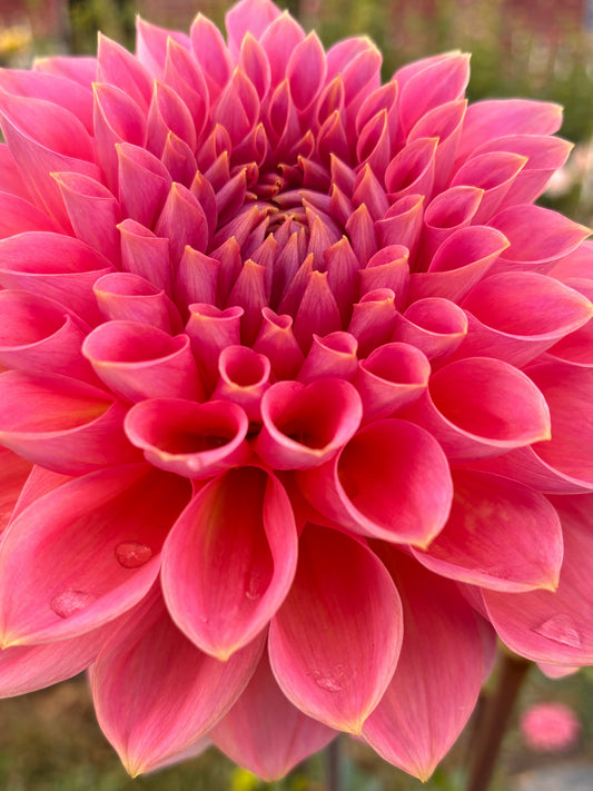 Hapet Salmon Rose
